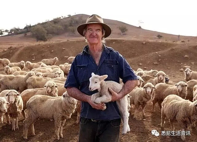 悲惨！悉尼郊区大旱，上万只羊饿成皮包骨，很多人却专买这种羊...（组图） - 8