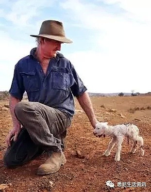 悲惨！悉尼郊区大旱，上万只羊饿成皮包骨，很多人却专买这种羊...（组图） - 10