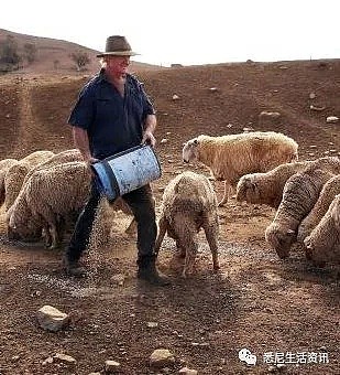 悲惨！悉尼郊区大旱，上万只羊饿成皮包骨，很多人却专买这种羊...（组图） - 18