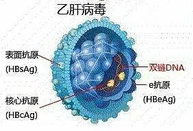她以身试验，研发出中国第一支乙肝疫苗，可万万没想到，43年后会是这样…（组图） - 5