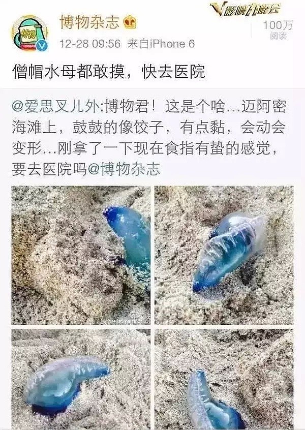 华人注意！带孩子到海边看到这种“塑料袋”，立刻跑！千万别犹豫（组图） - 5