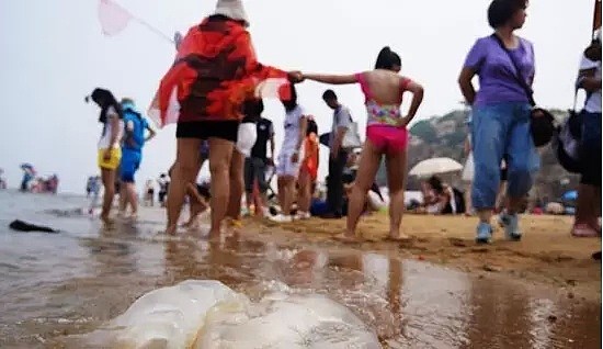 华人注意！带孩子到海边看到这种“塑料袋”，立刻跑！千万别犹豫（组图） - 13