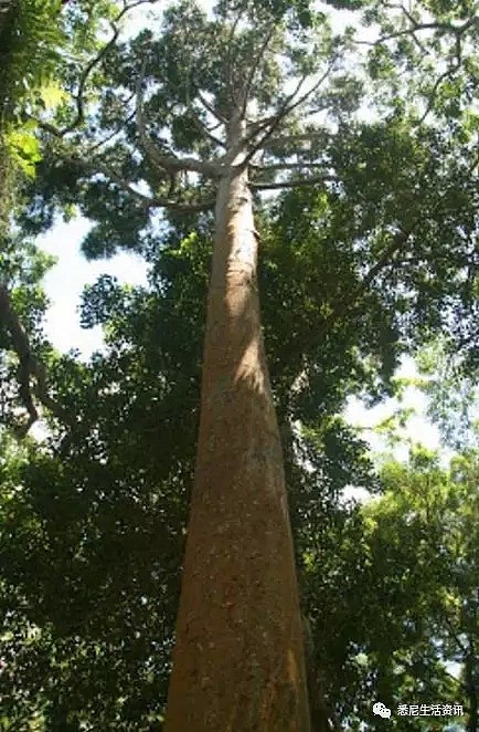 悉尼奇闻：大树救人！这棵幸运树，关键时刻挺身而出，成功救下女人和狗...（组图） - 1