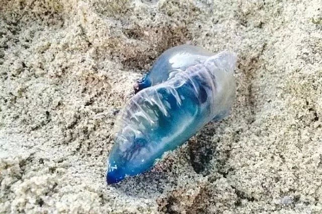 可怕！在澳大利亚的海边，看到这种塑料袋千万别捡！碰一下，可能命就没了...（组图） - 2