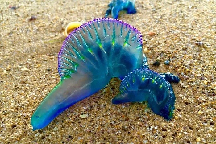 可怕！在澳大利亚的海边，看到这种塑料袋千万别捡！碰一下，可能命就没了...（组图） - 15