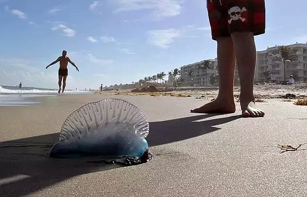 可怕！在澳大利亚的海边，看到这种塑料袋千万别捡！碰一下，可能命就没了...（组图） - 23