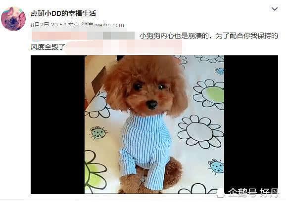 宋喆前妻为爱犬开的微博两年多后首度更新，疑似暗怼马蓉（组图） - 13