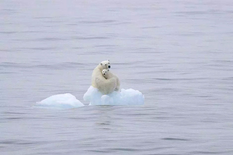 北极圈都30度了，40年内北极熊或要灭绝…早晚要轮到我们人类遭殃…（组图） - 4