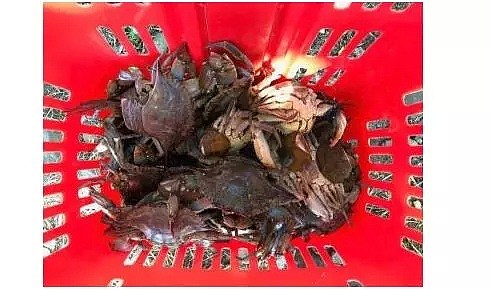 华人吃货钓鱼烧烤母蟹被罚款！还有人朋友圈晒“捉螃蟹”，一小时后被捕...（组图） - 1