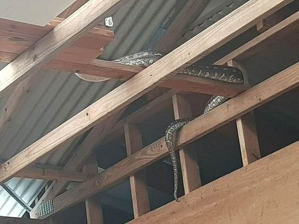 “为啥澳洲房屋要装纱窗，这就是原因”！澳男亲眼看着蛇滑向自家屋顶！（组图） - 3
