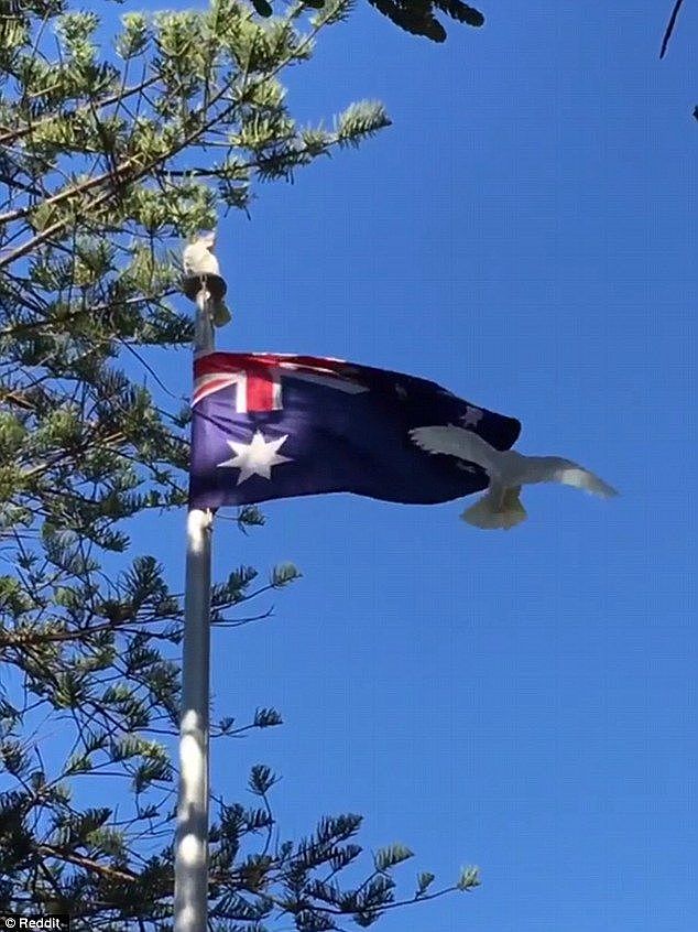 A patriotic bird's attachment to the Australian flag has been put on full display when it became entangled in the country's flag