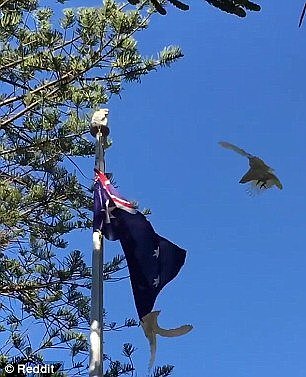 In the clip of the exhibition, the cockatoo is seen attached to the flag by the beak and appears to have no intention of letting go