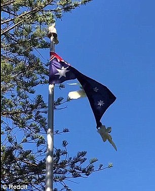 In the clip of the exhibition, the cockatoo is seen attached to the flag by the beak and appears to have no intention of letting go
