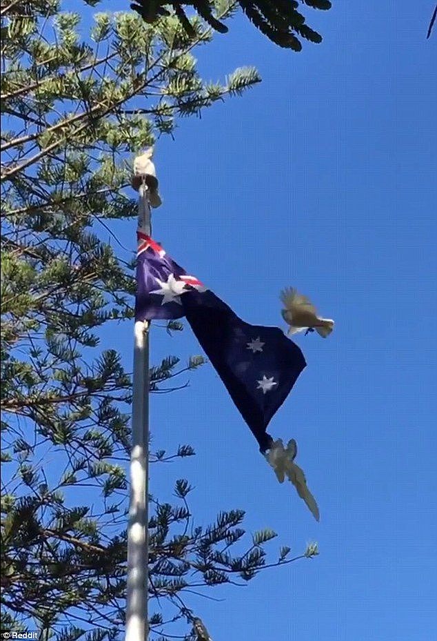 Social media users were quick to find humour in the amusing clip, with others wondering if the entanglement was on purpose. 'It seems to me, you lived your life like a cockatoo in the wind,' wrote one user 