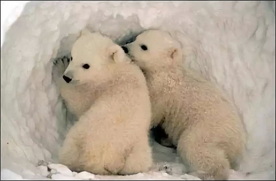 北极高达32℃，北极熊频繁淹死，下一个灭亡的就是……（组图） - 1