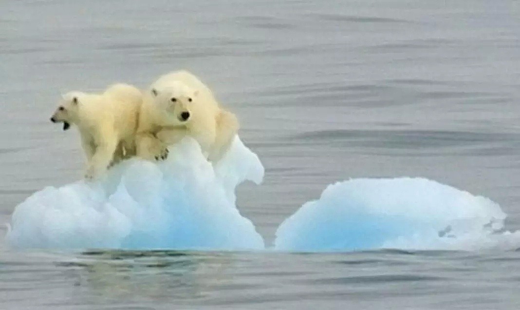 北极高达32℃，北极熊频繁淹死，下一个灭亡的就是……（组图） - 2