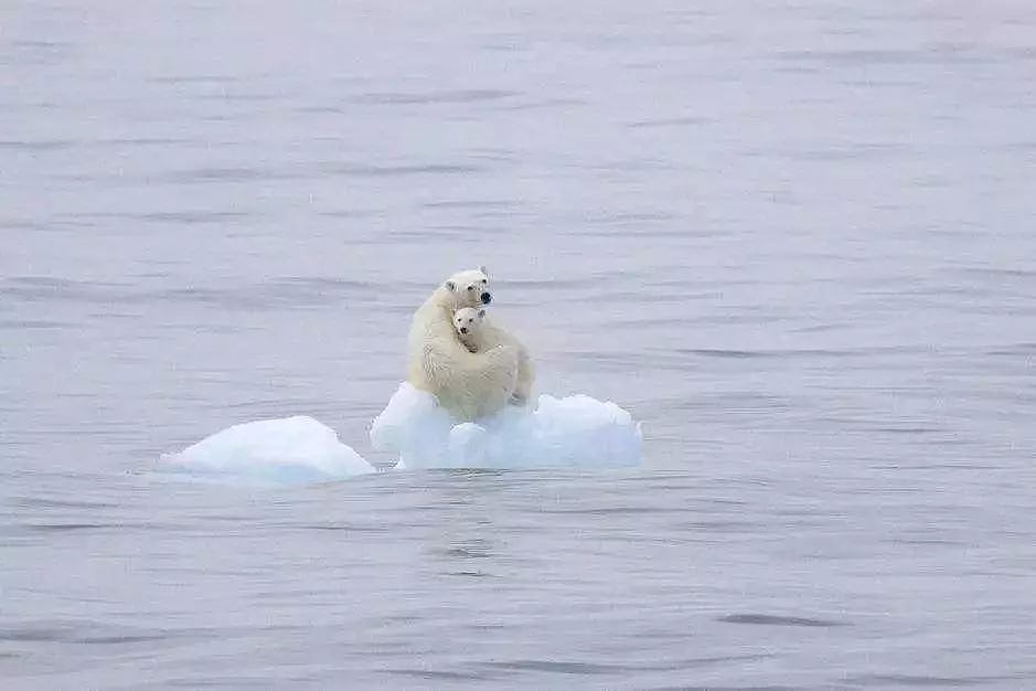 北极高达32℃，北极熊频繁淹死，下一个灭亡的就是……（组图） - 12