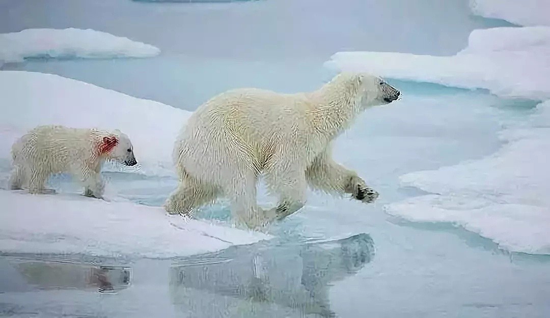北极高达32℃，北极熊频繁淹死，下一个灭亡的就是……（组图） - 13
