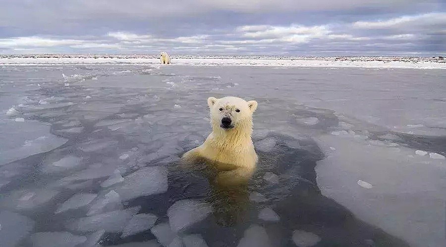 北极高达32℃，北极熊频繁淹死，下一个灭亡的就是……（组图） - 14