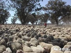 澳洲百年不遇旱灾！寸草不生、饥肠辘辘，有人射杀1200只羊，有人自杀…（组图） - 2
