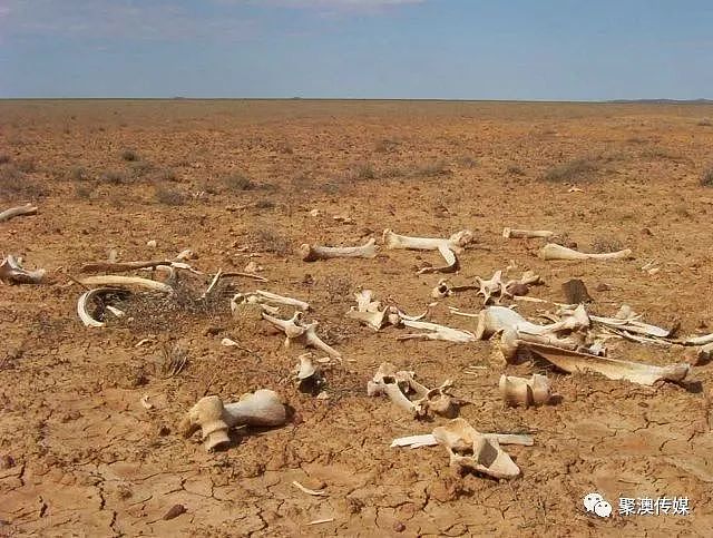 澳洲百年不遇旱灾！寸草不生、饥肠辘辘，有人射杀1200只羊，有人自杀…（组图） - 4