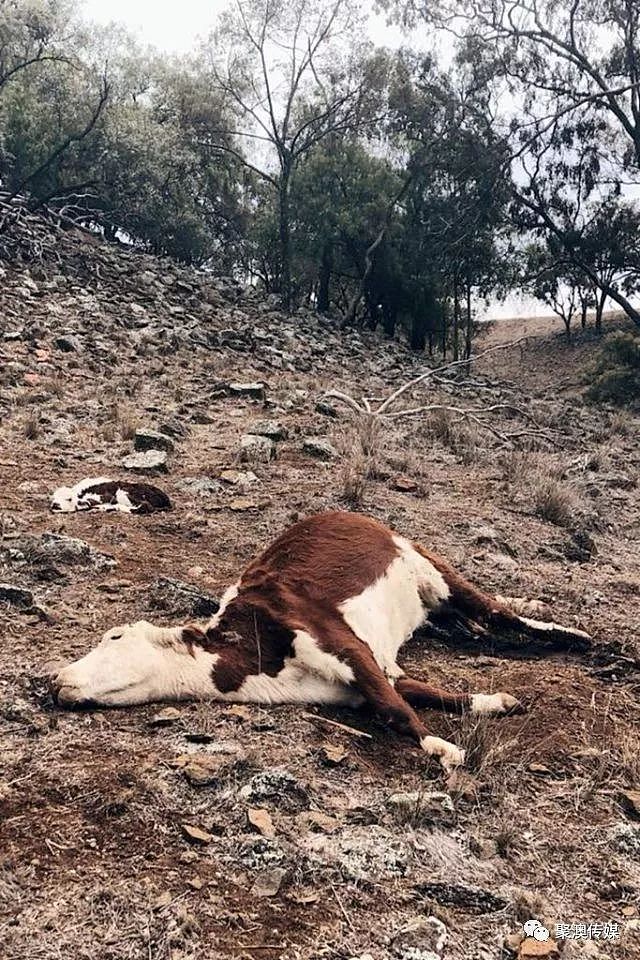 澳洲百年不遇旱灾！寸草不生、饥肠辘辘，有人射杀1200只羊，有人自杀…（组图） - 9