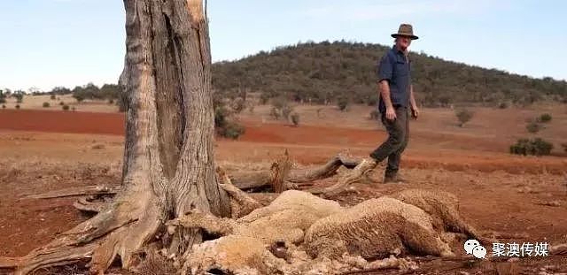澳洲百年不遇旱灾！寸草不生、饥肠辘辘，有人射杀1200只羊，有人自杀…（组图） - 11