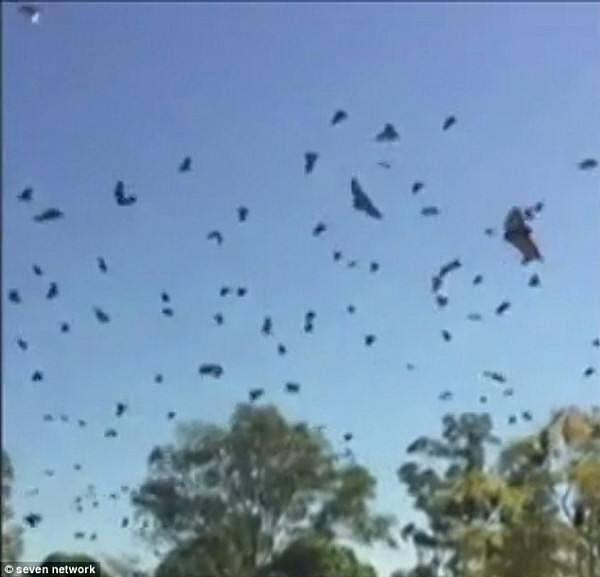 4EE4003300000578-6033963-An_influx_of_thousands_of_flying_foxes_has_the_suburb_of_Herston-a-12_1533619056606.jpg,0