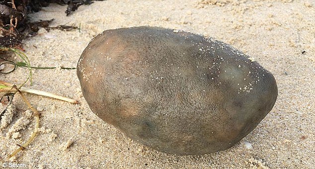 A mysterious alien-like grey lump (pictured) found washed up on a Perth beach could be worth a small fortune and has baffled marine experts
