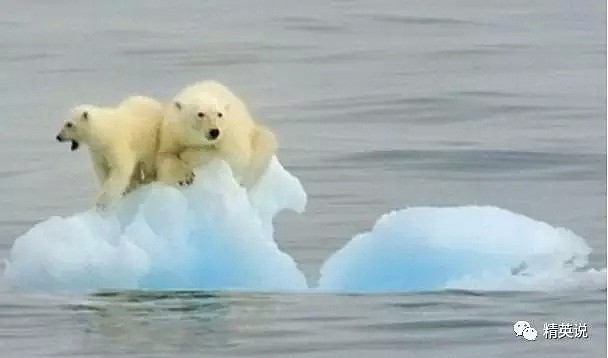 北极圈32℃，北极熊快要灭绝？这个人记录了冰川消失前最后的样子（组图） - 1