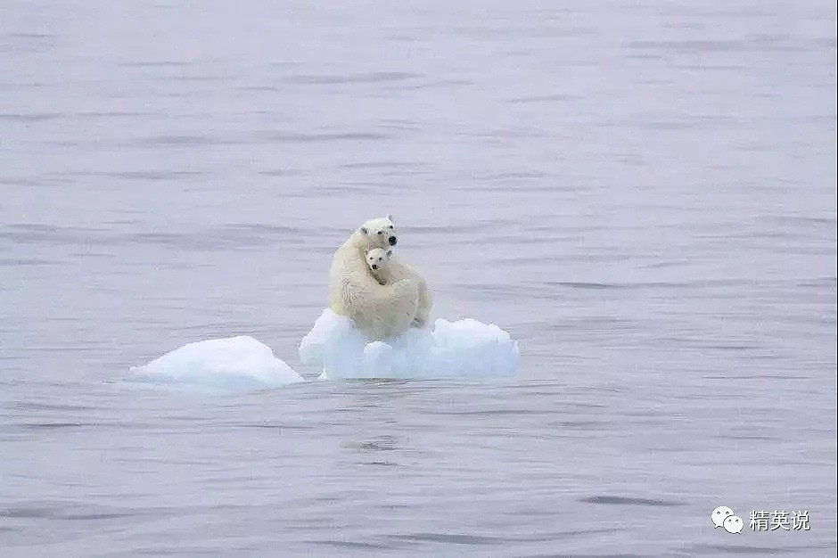 北极圈32℃，北极熊快要灭绝？这个人记录了冰川消失前最后的样子（组图） - 3