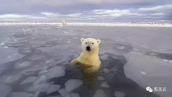 北极圈32℃，北极熊快要灭绝？这个人记录了冰川消失前最后的样子（组图） - 4