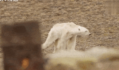 北极圈32℃，北极熊快要灭绝？这个人记录了冰川消失前最后的样子（组图） - 5