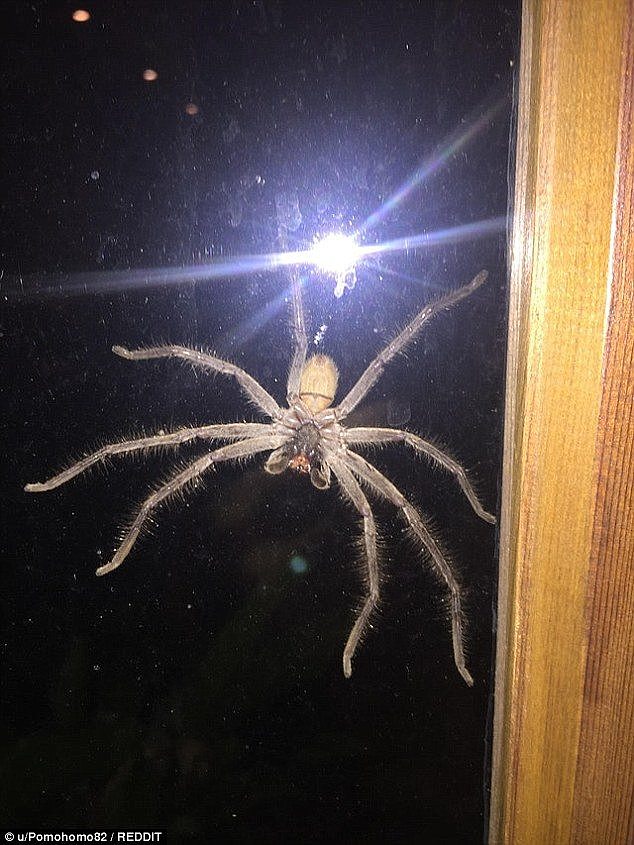 The palm-sized huntsman spider gave a homeowner from Sydney's inner west an almighty fright when it thudded against his lounge window