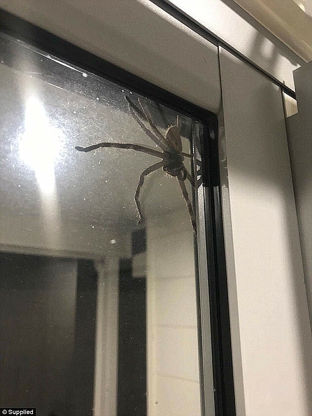 In similarly terrifying fashion, a Queensland resident was given the fright of their life while they were cooking dinner when a huntsman spider clambered onto their window last year