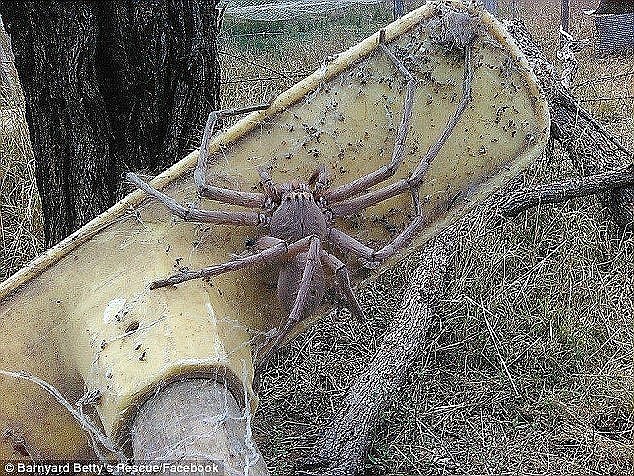 This chilling snap of a giant huntsman spider was taken when it crawled onto a broom handle, also in Queensland, in 2016
