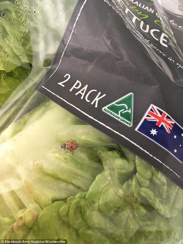 Health-conscious consumers obviously aren't the only ones with a taste for fresh fruit and vegetables (ladybug pictured in Woolworths lettuce bag)