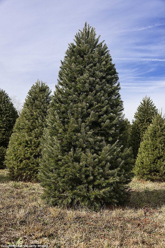 Christmas tree growers in New South Wales say trees this year will be of different shape and size