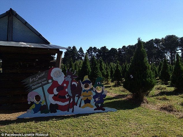 Farmers say the Christmas trees will even have a different scent as compared to the usual
