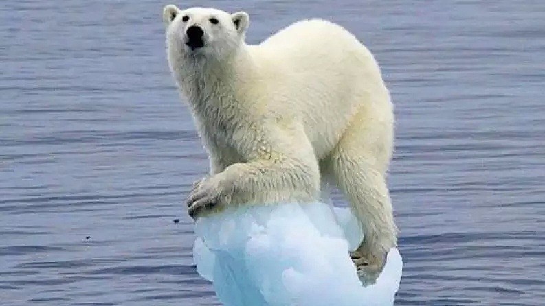 北极圈30度高温之后，北极熊：“我很好谢谢，北极也没那么热！” - 1