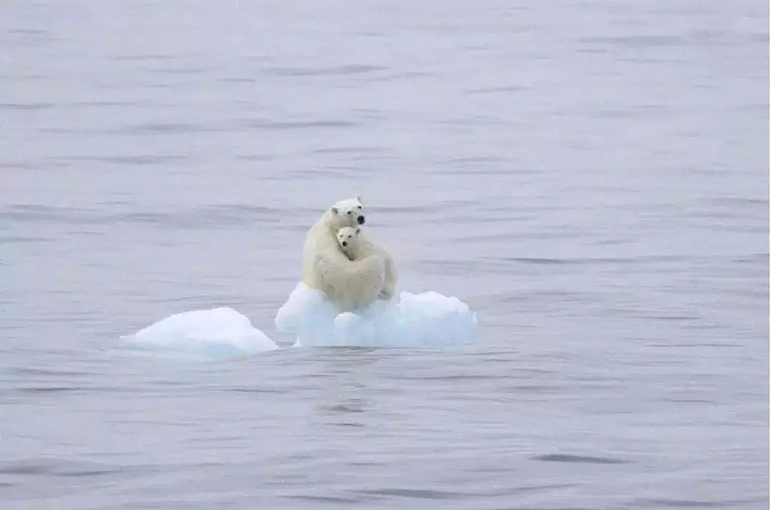 北极圈30度高温之后，北极熊：“我很好谢谢，北极也没那么热！” - 2