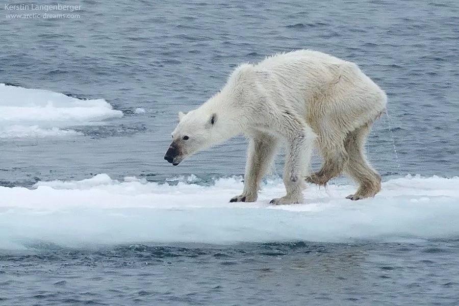 北极圈30度高温之后，北极熊：“我很好谢谢，北极也没那么热！” - 5