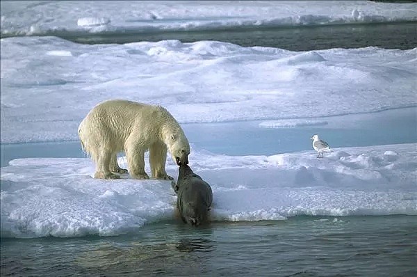 北极圈30度高温之后，北极熊：“我很好谢谢，北极也没那么热！” - 17