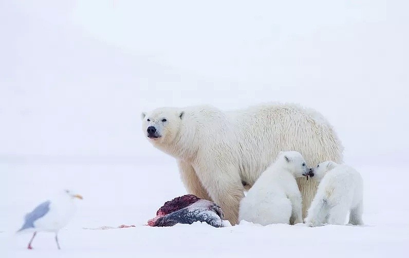 北极圈30度高温之后，北极熊：“我很好谢谢，北极也没那么热！” - 20