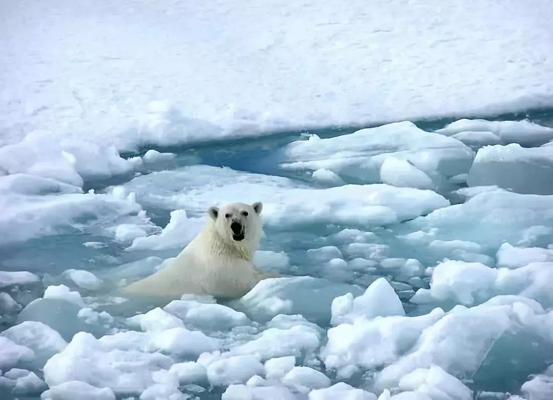 北极圈30度高温之后，北极熊：“我很好谢谢，北极也没那么热！” - 26