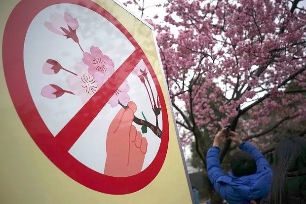 悉尼樱花节来了！封存整个冬季的粉色浪漫！今年开幕恰逢七夕，还有好吃好玩爽翻天！附超全攻略！ - 45