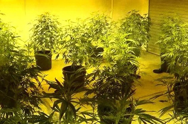 A Vietnamese national jailed over one of the biggest cannabis grow houses ever found in Australia claims he was tricked into helping the operation and didn't understand the term 'weed'. Pictured are some of the plants police seized in May, 2015