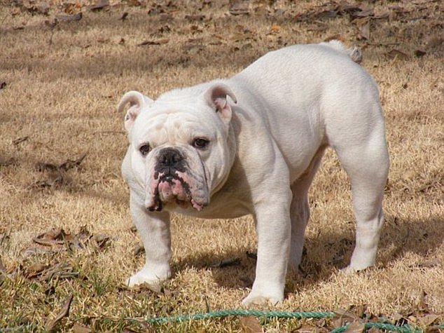 A two-year-old girl has suffered puncture wounds to her face after being mauled by a bulldog (file image)