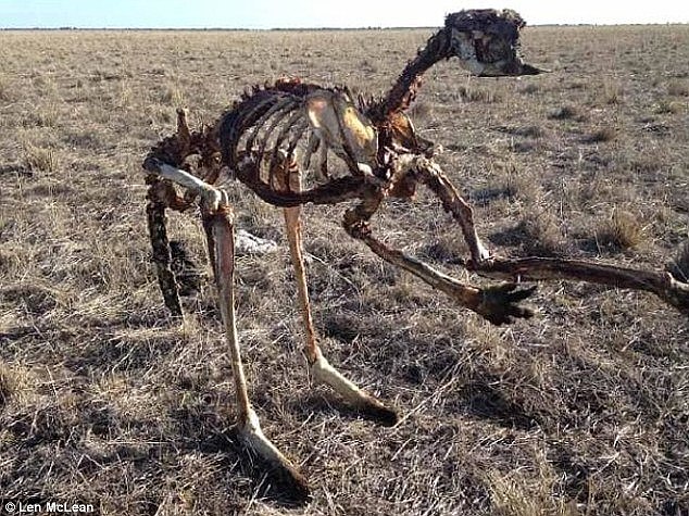 Horrifying image of a kangaroo's remains standing upright is a visible sign of how bad Australia's drought has become