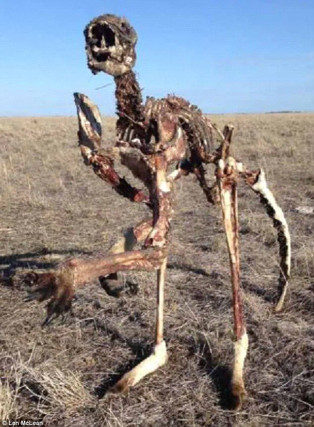 Grazier Len McLean stumbled upon a set of kangaroo bones that were still in tact and was able to stand the skeleton up on its tail and two feet to create this startling photograph 